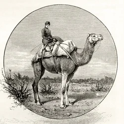 Woman on a Camel in Australia, ca. 1880, fra 