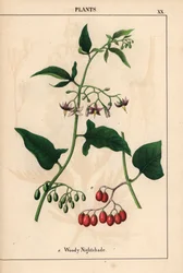 Søtvier med lilla blomster og røde bær, fra 