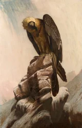 Ørn på klippen