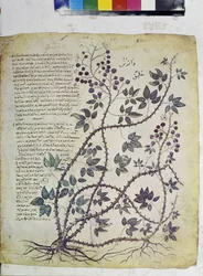 Helside: miniatyr med inskripsjoner: Rubus tomentosus (miniatyr)
