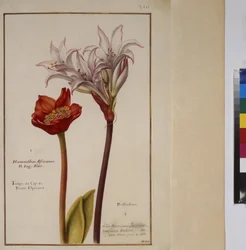 Helside: plantestudie for arten Haemanthus fra familien Amaryllidaceae, ca. 1650–75