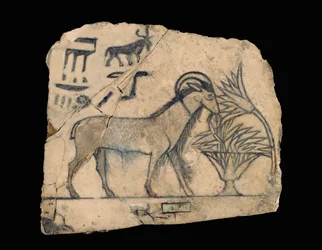 Ostracon med tegning av en vær …
