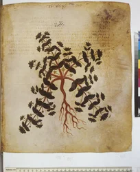 fol. 12v-387r#39;Dioscorides Herbarium#39;. Helside: plantestudie og innskrift ...