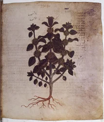 foll. 12v-387r#39;Dioscorides Herbarium#39;: helside: miniatyr med inskripsjoner: Marrubium vulgare (miniatyr)