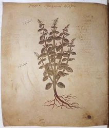 fol. 12v-387r#39;Dioskorides Herbarium#39;: helside: miniatyr med inskripsjoner: Teucrium scordium (miniatyr)