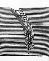 Zebra – optisk illusjon