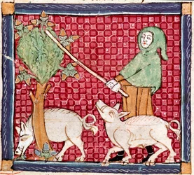 September: griser spiser eikenøtter. Miniatyr hentet fra "Breviaire d