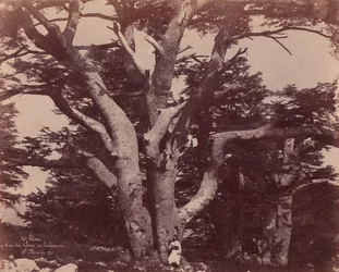 Libanonfjellet. Stamme av en av Cedars of Salomon, 1850-53.