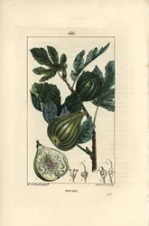 Botanisk tavle: fikentregren med fiken - Fikentre, Ficus carica, viser gren med moden frukt og blader, og et snitt gjennom frukt. Håndfarget kobberstikk av Lambert Junior fra en tegning av Madame E. Panckoucke fra Chaumeton,