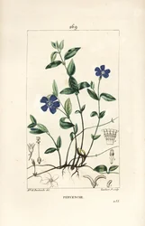 Liten periwinkle - Lesser periwinkle, Vinca minor, med blomst, blad, stilk, rot og frø. Håndfarget kobberstikk av Lambert Junior fra en tegning av Ernestine Panckoucke fra Chaumeton, Poiret og Chamberets "" La Flore Medicale,"" P