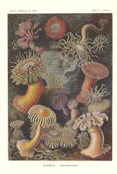 Actiniae - Sjøanemone, Pl.49, fra 