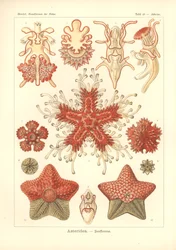 Asteridea - Sea Star, Pl.40. fra 