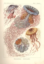 Discomedusae - skivemaneter, pl. 8 fra 