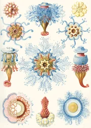 Eksempler på Siphonophorae fra 
