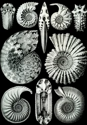 Illustrasjon av Ammonitida fra "Art Forms of Nature" 1904 (litho)