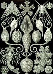 Illustrasjon av Amphoridea fra "Art Forms of Nature" 1904 (litho)