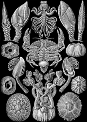 Illustrasjon av Cirripedia fra "Art Forms of Nature" 1904 (litho)