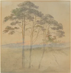Furu i en morgentåke