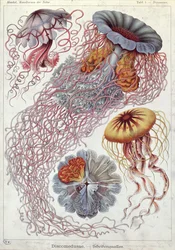 Maneter, fra «Kunstformen der Natur»