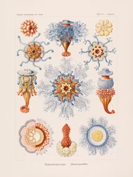 Kunstformer i naturen, 1899-1903