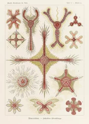 Plate 11 Heliodiscus Discoidea fra 