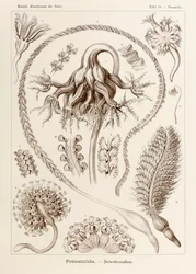 Plate 19 Pennatula Pennatulida fra 'Kunstformen der Natur' (Art Forms in Nature) illustrert av Ernst Haeckel (1834-1919)