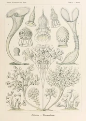Plate 3 Stentor Ciliata fra 