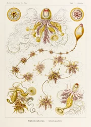 Plate 7 Epibulia Siphonophorae fra 