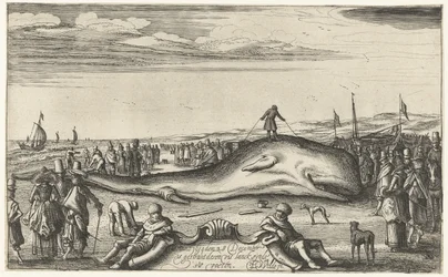 Strandet spermhval på stranden ved Noordwijk, 1614