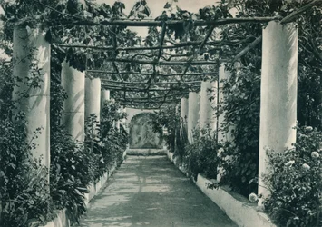 Pergola i en vingård, Capri, Italia, 1927