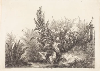 Vannsyre, studie