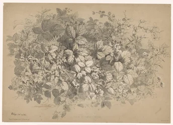 Bramen og andre planter Brambles og ulike planter (tittel på objekt) Planten en bloemen (serietittel) Industriell guide hentet fra naturen og litografiert av Bléry (serietittel)