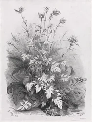 Grupper av forskjellige planter tegnet etter naturen: nr. 7
