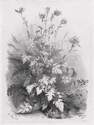 Grupper av forskjellige planter tegnet etter naturen: nr. 7, 1848.