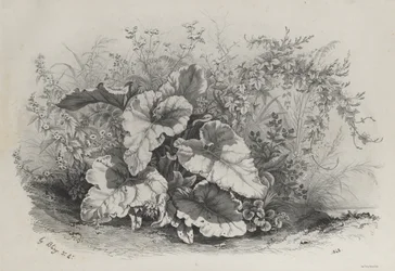 Plantestudie fra gruppe forskjellige planter tegnet og litografert etter naturen..., 1848.