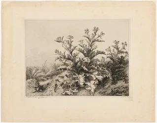 The Large Thistle, tallerken tre fra Les quatres grandes plantes