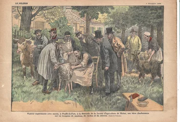 På Pouilly-le-Fort, på forespørsel fra Melun Agricultural Society, testet Pasteur med hell miltbrannviruset sitt på en flokk med sauer, kyr og geiter., Le Pèlerin, 5/11/1922 (trykk)
