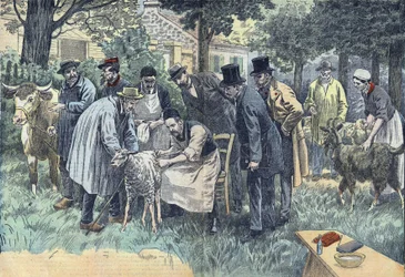 Louis Pasteur (1822-1895), fransk biolog eksperimenterte vellykket i Pouilly-le-Fort på forespørsel fra Melun Agricultural Society, hans miltbrannvirus på en flokk med sauer, kyr og geiter. Tegning av Damblans.