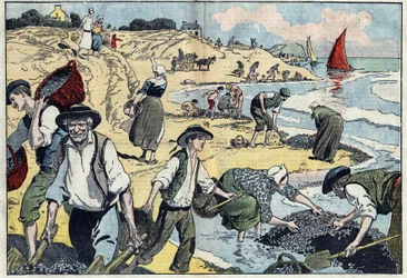 Innbyggerne i Thouais-kysten høster blåskjell. Kernevel, Finistere (29), Bretagne. Illustrasjon av Damblans. I "" Le Pelerin"" av 31. august