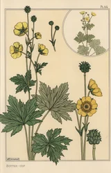 Buttercup botanisk studie