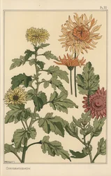 Krysantemum botanisk studie