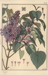 Syrin botanisk studie.