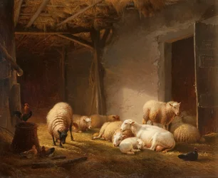 En solbelyst låve med søyer, lam og høner