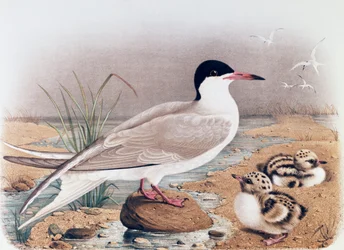 Terne (Sterna hirundo), gravering av Oscar Dressler, fra Natural History of Birds that hekker i Lombardia, av Eugenio Bettoni (1845-1898), Italia
