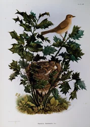Hagesanger (Sylvia hortensis), gravering av Oscar Dressler, fra Natural History of Birds that hekker i Lombardia, av Eugenio Bettoni (1845-1898), Italia