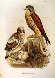 Illustrasjon fra Eugenio Bettonis "Natural History of Birds that Nest in Lombardia" som representerer Common Kestrel Falco tinnunculus-familien, av Oscar Dressler