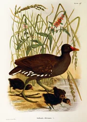 Illustrasjon fra Eugenio Bettonis "Natural History of Birds that Nest in Lombardia" som representerer vanlig lynghen Gallinula chloropus, av Oscar Dressler