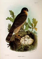 Illustrasjon fra Eugenio Bettonis "Natural History of Birds that Nest in Lombardia" som representerer eurasian Sparrowhawk Accipiter nisus, av Oscar Dressler