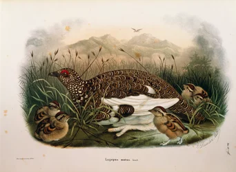 Illustrasjon fra Eugenio Bettonis "Natural History of Birds that Nest in Lombardia" som representerer bergrypa Lagopus muta, av Oscar Dressler