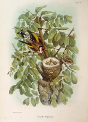 Illustrasjon fra Eugenio Bettonis "Natural History of Birds that Nest in Lombardia" som representerer European Goldfinch Carduelis carduelis-familien, av Oscar Dressler